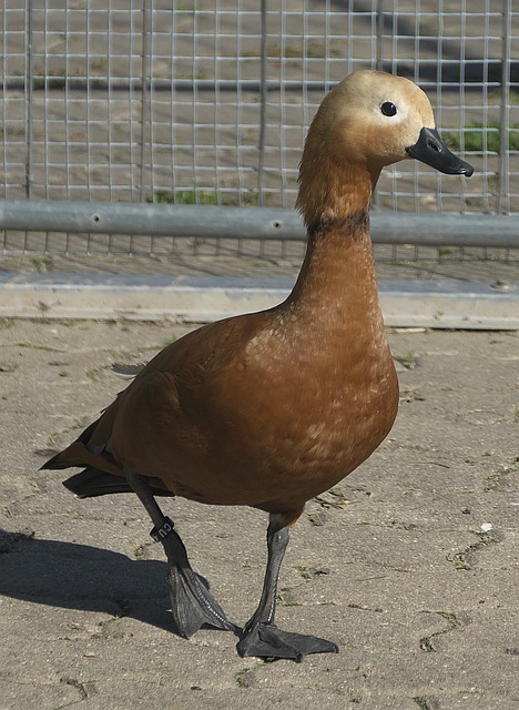 以及极速冲